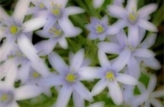 Sed quis tincidunt turpis.